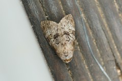 Bryophilina mollicula