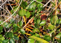 Salix fuscescens