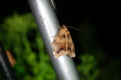 Chrysorithrum amatum