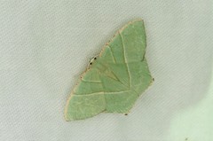 Neohipparchus vallata