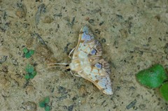 Neoanalthes contortalis