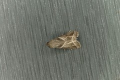 Nyctegretis triangulella