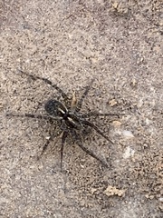 Pardosa