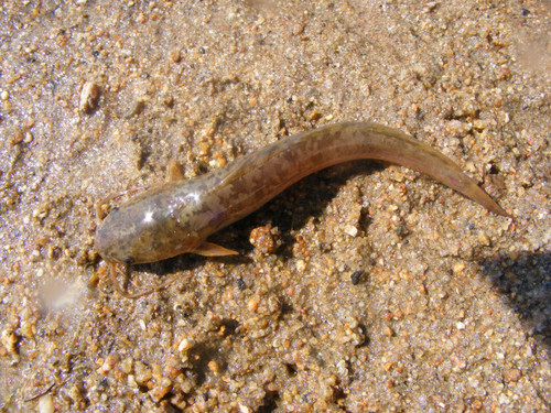 Clarias gariepinus
