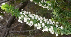 Struthiola hirsuta