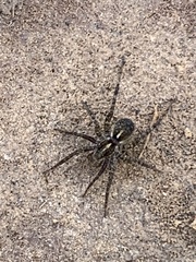 Pardosa