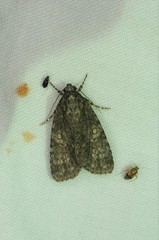 Acronicta concrepta