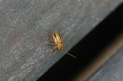 Medythia nigrobilineata