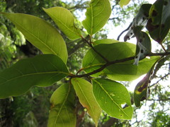Ocotea bullata
