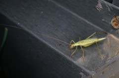 Oecanthus longicauda