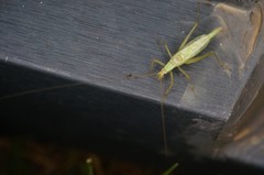 Oecanthus longicauda