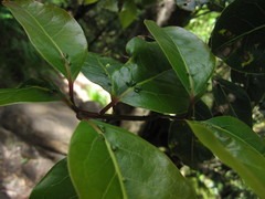 Ocotea bullata