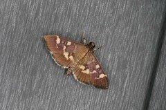 Herpetogramma luctuosalis