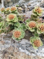 Teucrium pyrenaicum