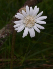 Gerbera cordata