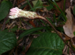 Gerbera cordata