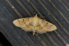 Patania chlorophanta