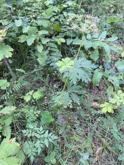 Aegopodium alpestre