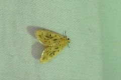 Tabidia strigiferalis