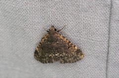 Diomea cremata