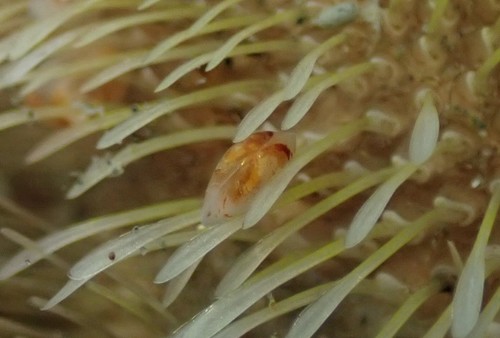 Representative image of Montacuta