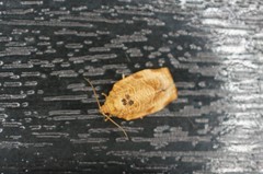 Choristoneura longicellana