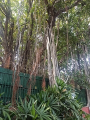 Ficus benghalensis