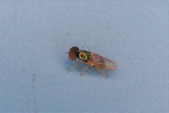 Microchrysa flaviventris