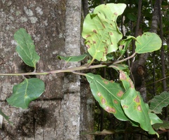 Ocotea bullata