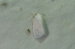 Arctornis kumatai