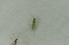 Nesidiocoris tenuis