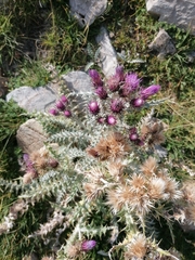Carduus carlinoides