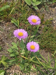 Erigeron thunbergii