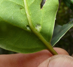 Ocotea bullata