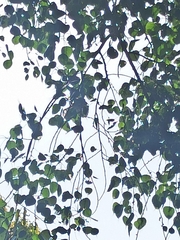 Argya striata