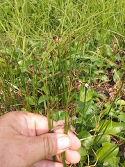 Juncus beringensis