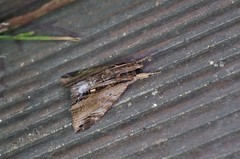 Ercheia niveostrigata