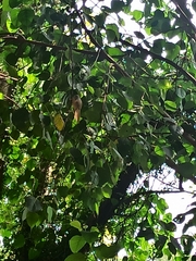 Argya striata