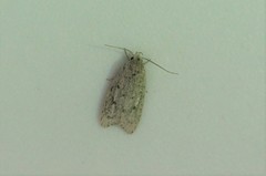 Scythropiodes hamatellus
