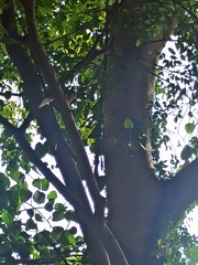 Argya striata