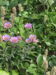 Erigeron thunbergii