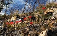 Brunsvigia marginata