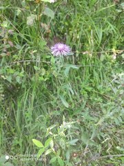 Centaurea phrygia pseudophrygia
