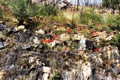 Brunsvigia marginata