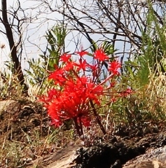 Brunsvigia marginata