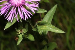Centaurea phrygia pseudophrygia
