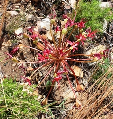 Brunsvigia marginata
