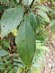 Strobilanthes longespicatus