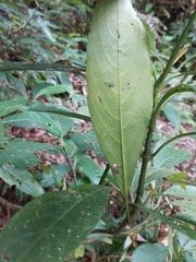 Strobilanthes longespicatus