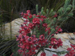 Erica glauca glauca
